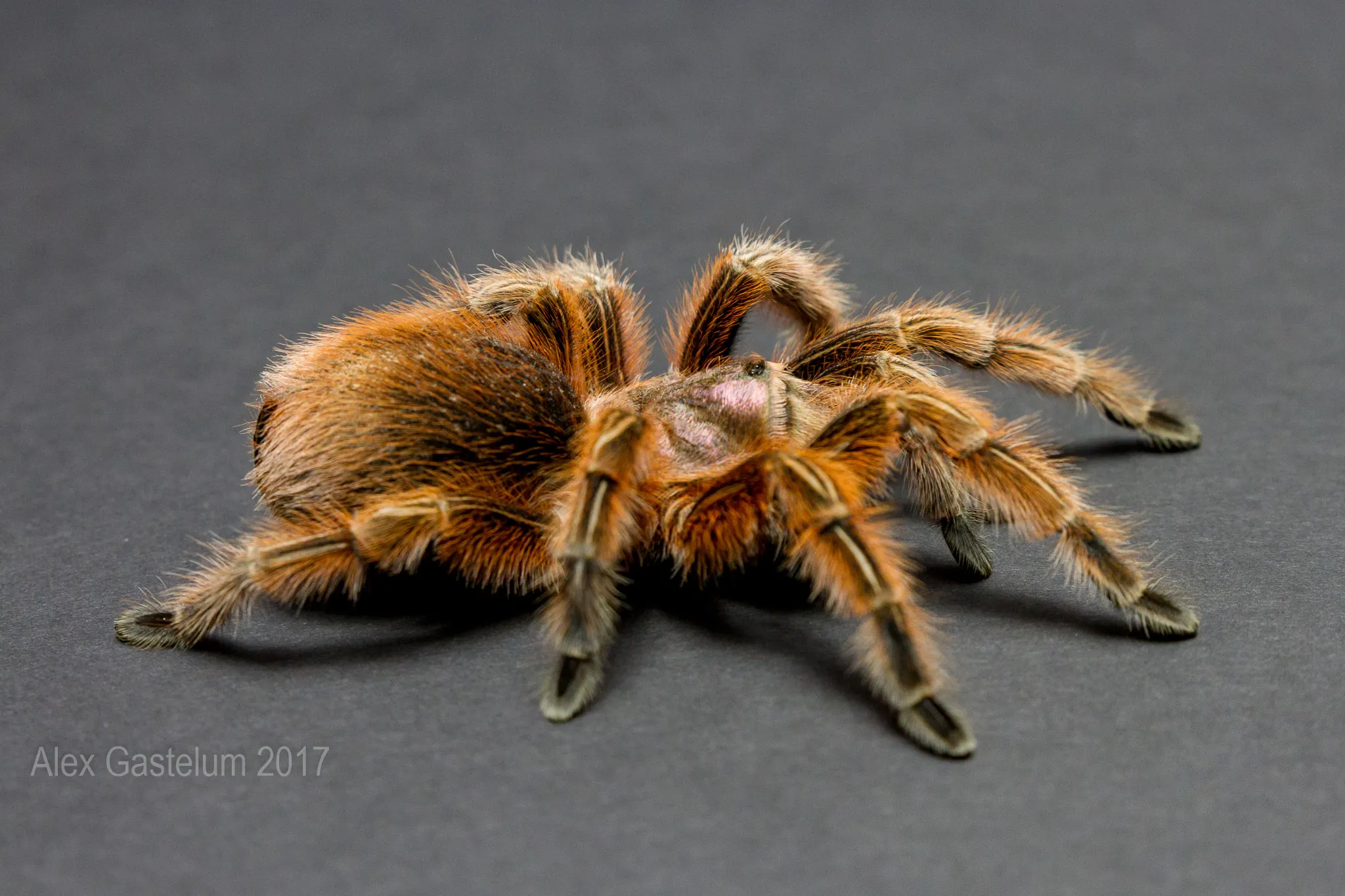 21919 tarantula overview