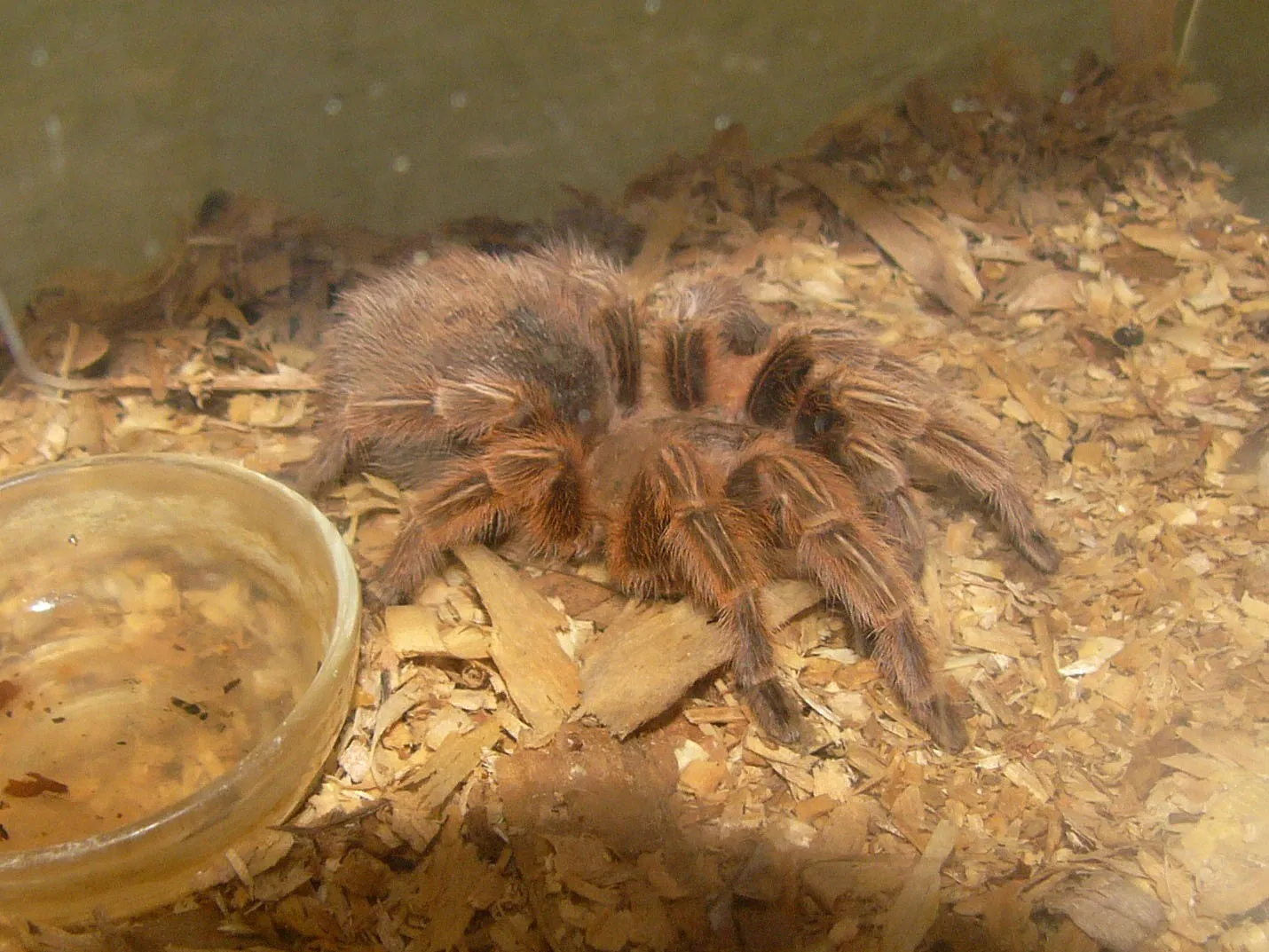 21920 chilean red rose tarantula handling