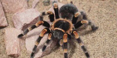 /img/21923-tarantula-island-money.webp