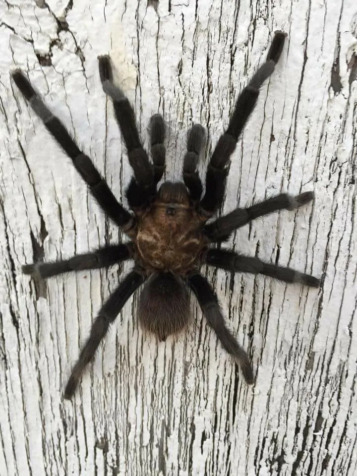 /img/21925-grapevine-tx-tarantula-on-hand.webp