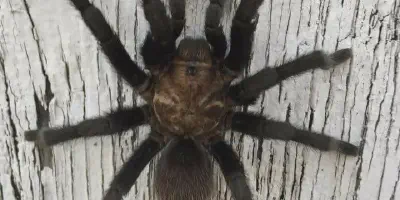 /img/21925-grapevine-tx-tarantula-on-hand.webp