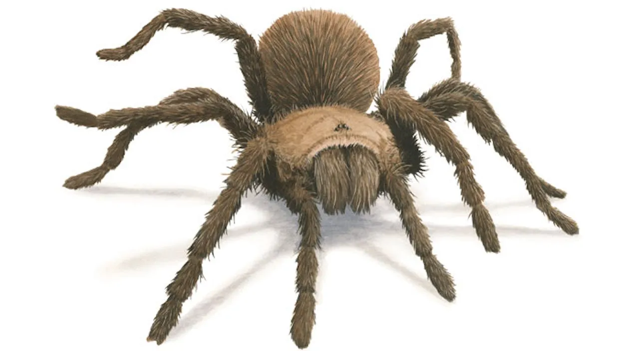 21925 tarantula bite treatment