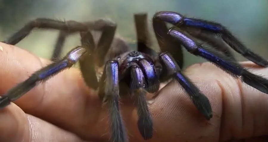 21926 electric blue tarantula coloration