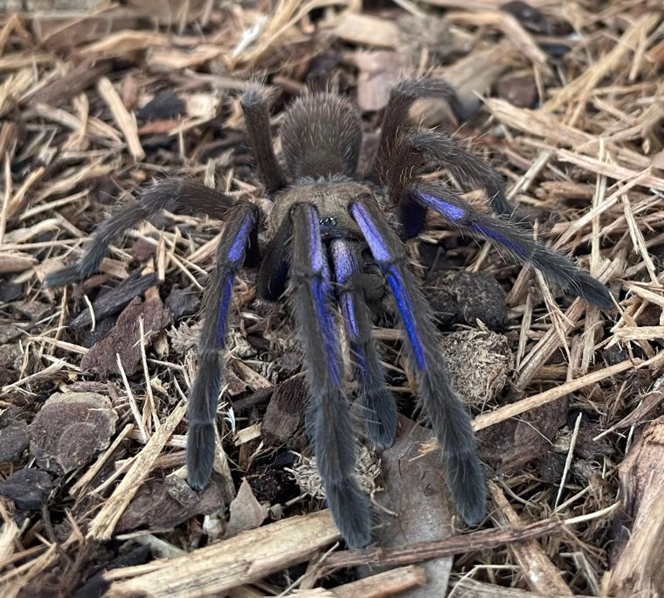 21926 electric blue tarantula enclosure