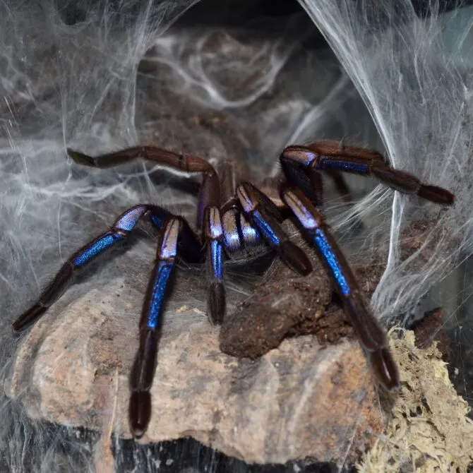 21926 electric blue tarantula feeding