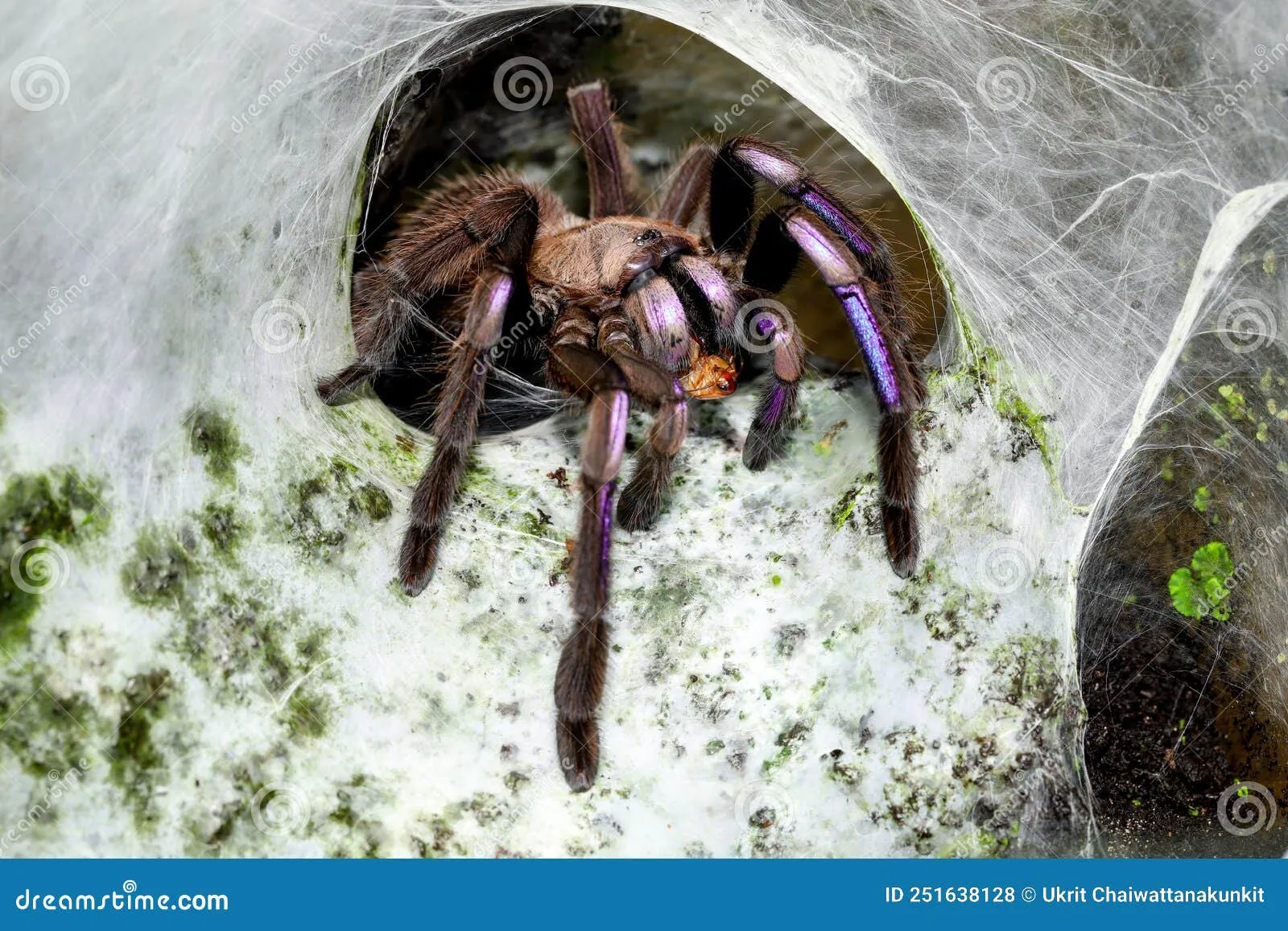 21926 electric blue tarantula handling