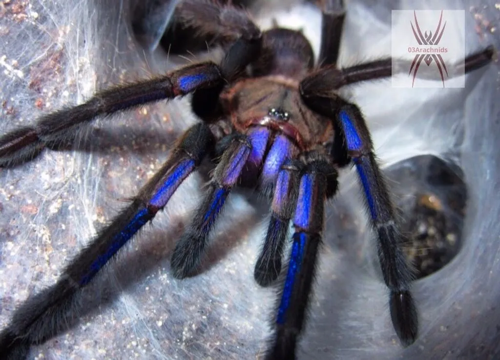 /img/21926-online-tarantula-suppliers.webp
