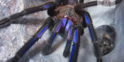 /img/21926-online-tarantula-suppliers.webp