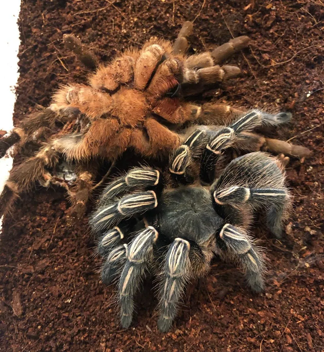 21927 striped knee tarantula feeding