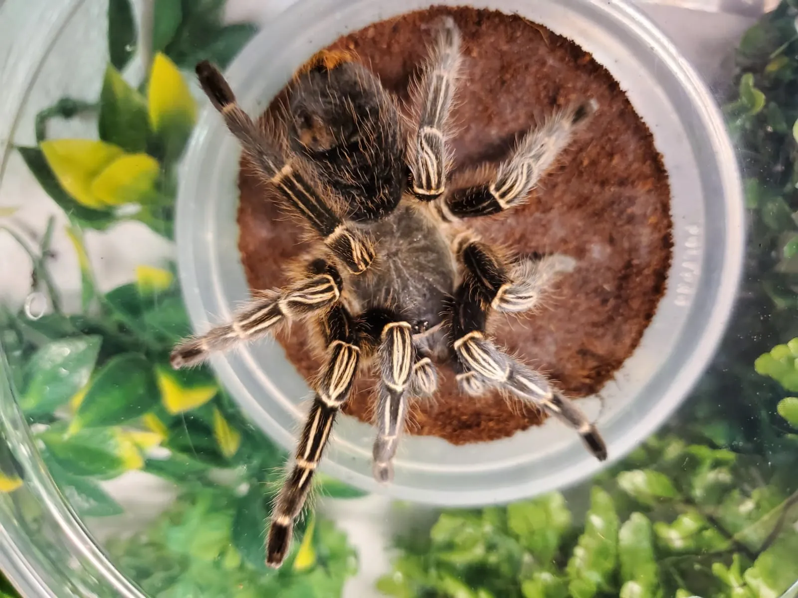 21927 striped knee tarantula handling