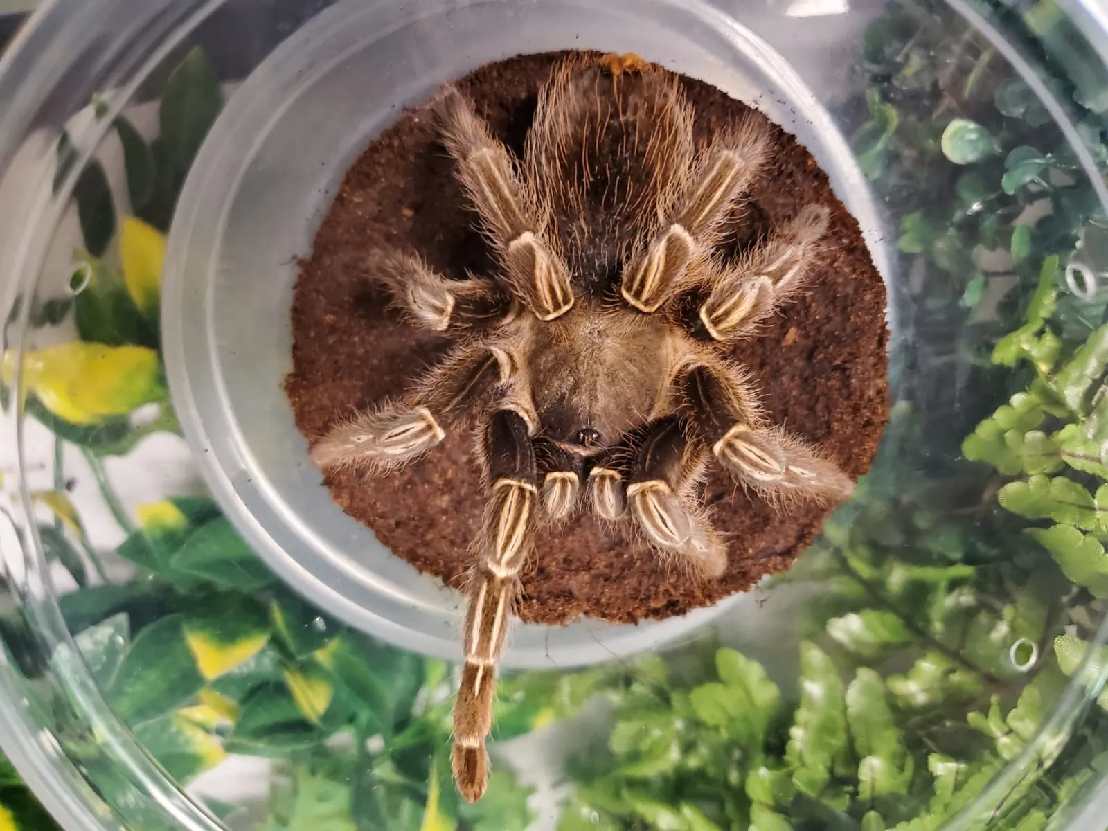 21927 striped knee tarantula health
