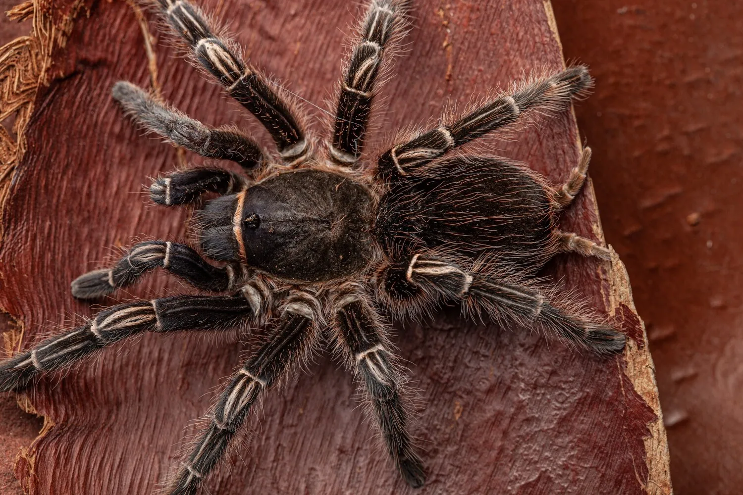 /img/21927-striped-knee-tarantula-temperature.webp