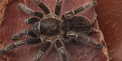 /img/21927-striped-knee-tarantula-temperature.webp
