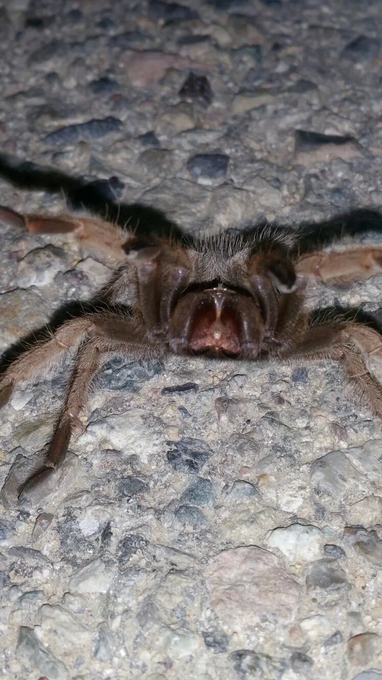 21929 aggressive tarantula 3