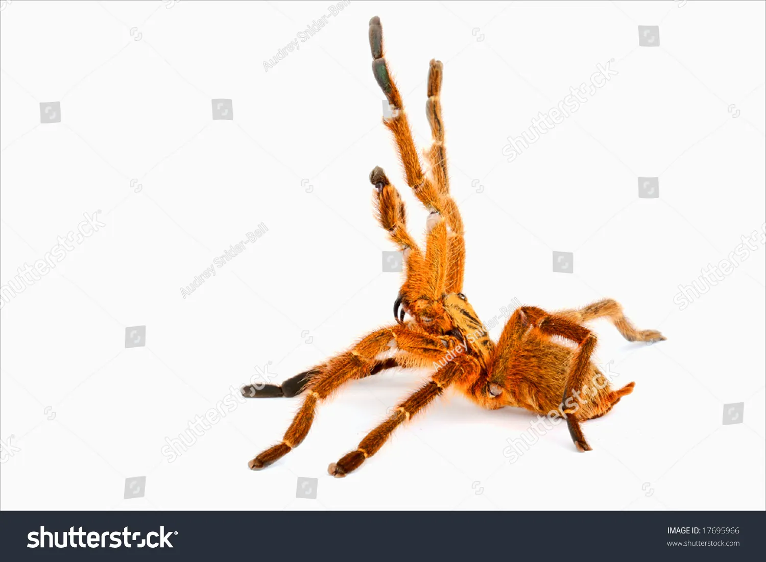 21929 aggressive tarantula species