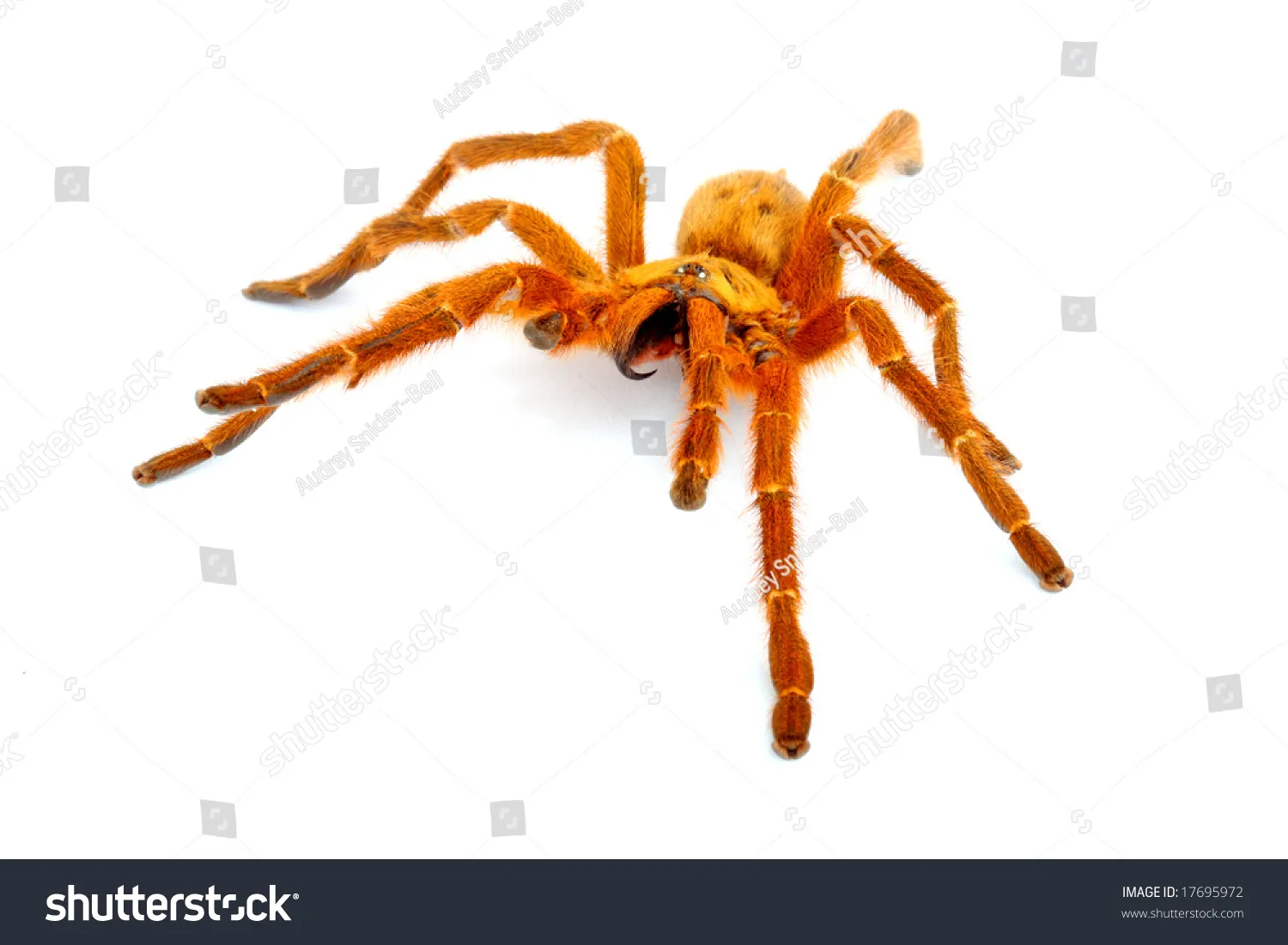 21929 tarantula bite