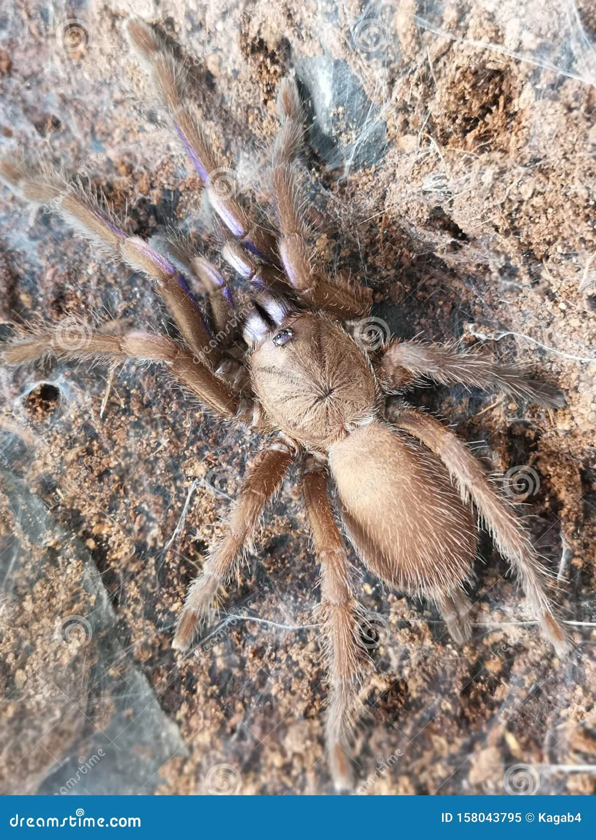 21929 tarantula defensive posture