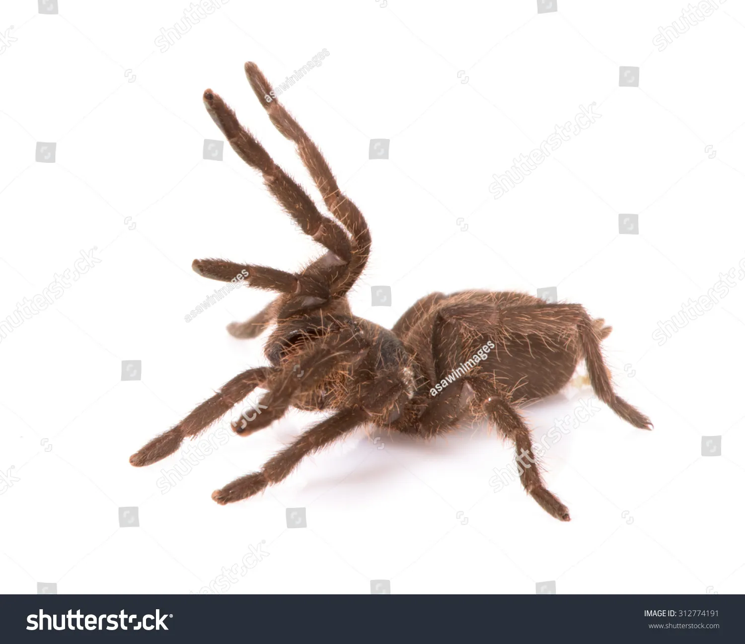 21929 tarantula habitat