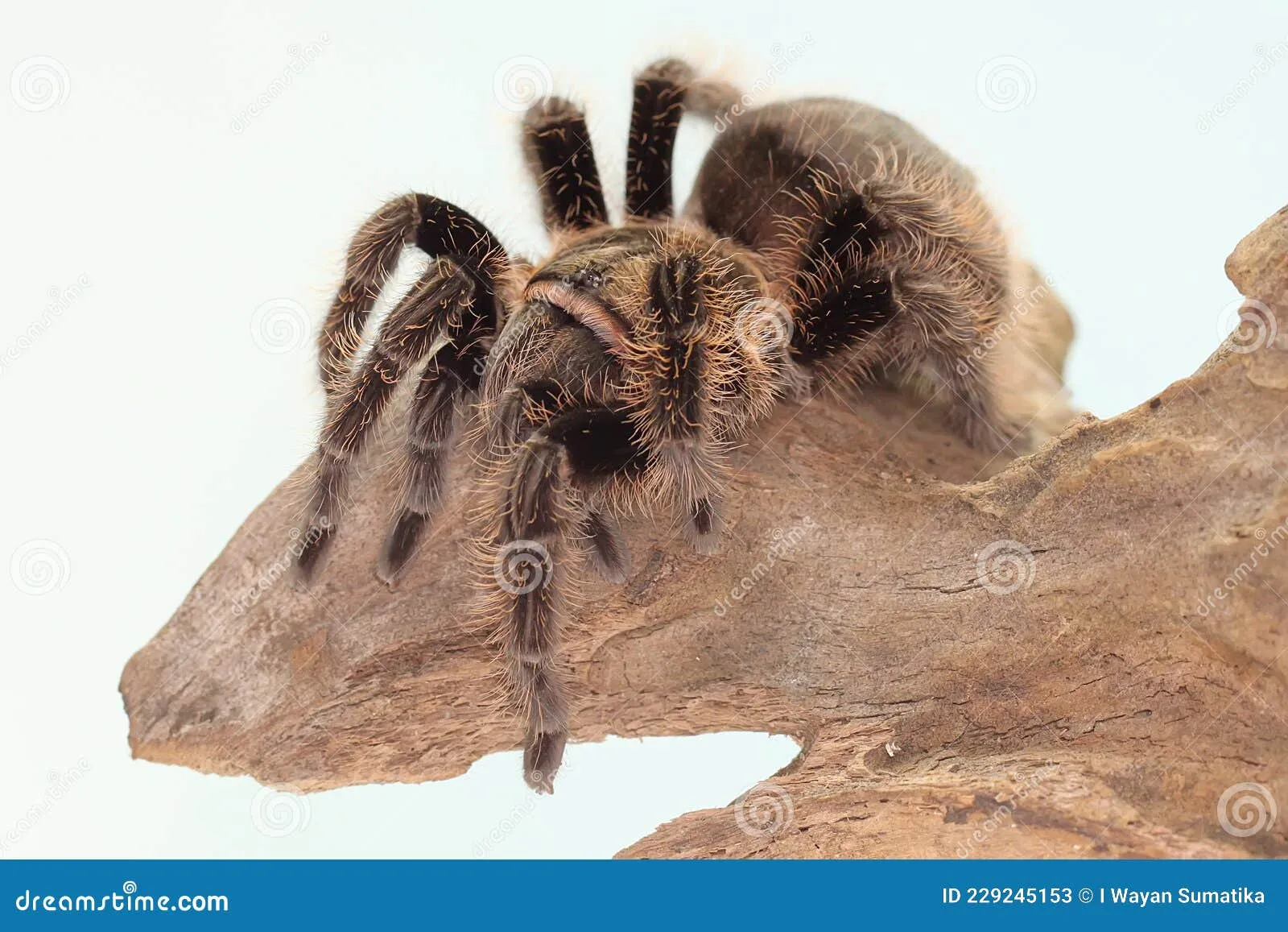 /img/21929-tarantula-research.webp