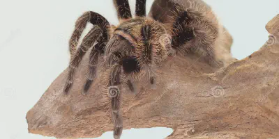 /img/21929-tarantula-research.webp