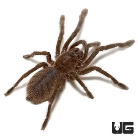 21930 cobalt blue tarantula burrowing