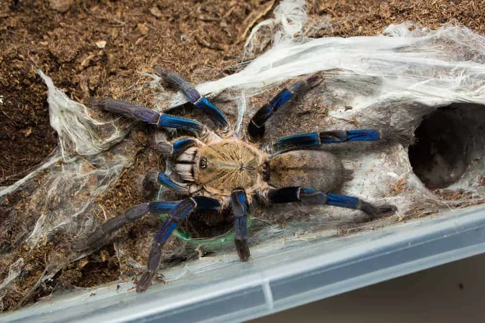 21930 cobalt blue tarantula feeding