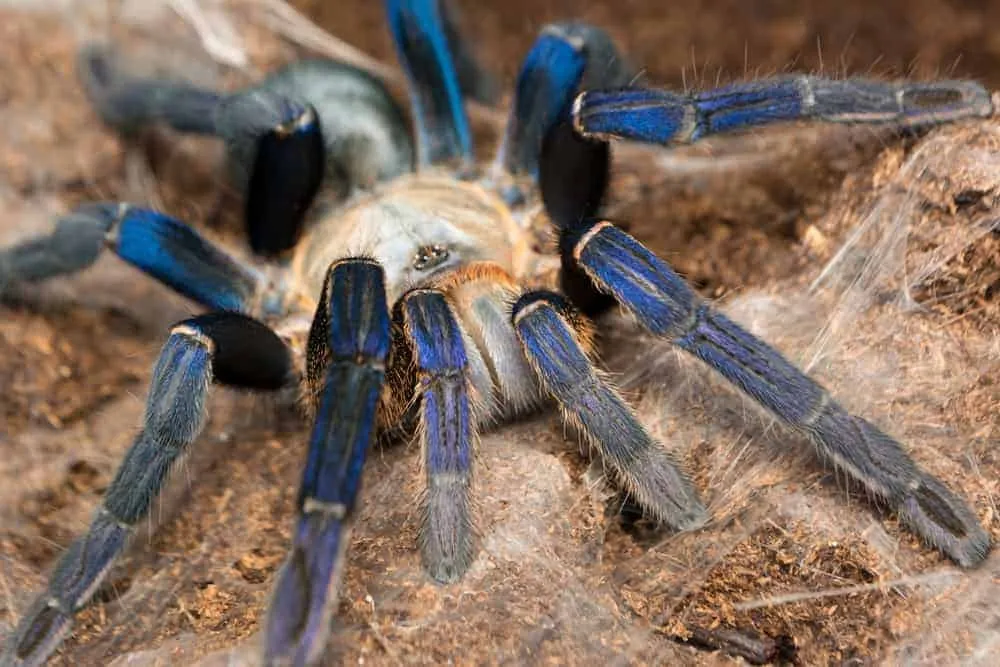 /img/21930-cobalt-blue-tarantula-healthy-tarantula.webp