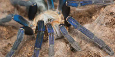 /img/21930-cobalt-blue-tarantula-healthy-tarantula.webp