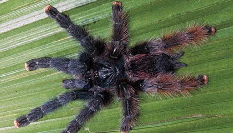 21931 pink toe tarantula appearance
