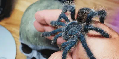 /img/21931-pink-toe-tarantula-molting.webp