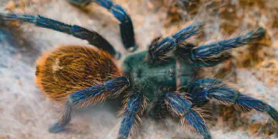 /img/21932-tarantula-feeding.webp