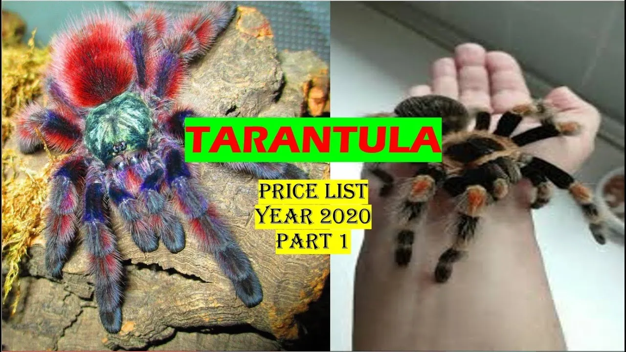 21932 tarantula seller