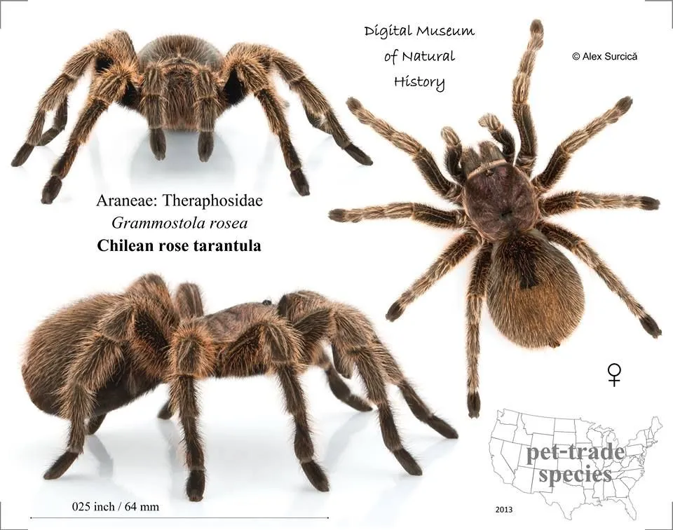 /img/21933-male-female-tarantula.webp
