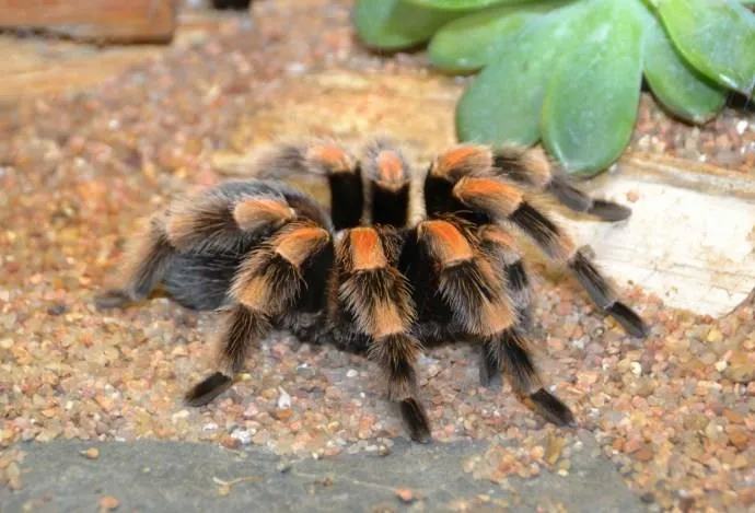 21933 tarantula enclosure