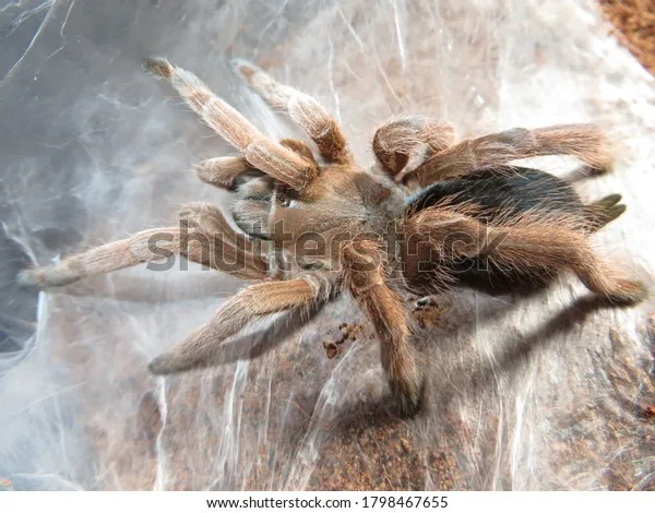 21933 tarantula feeding