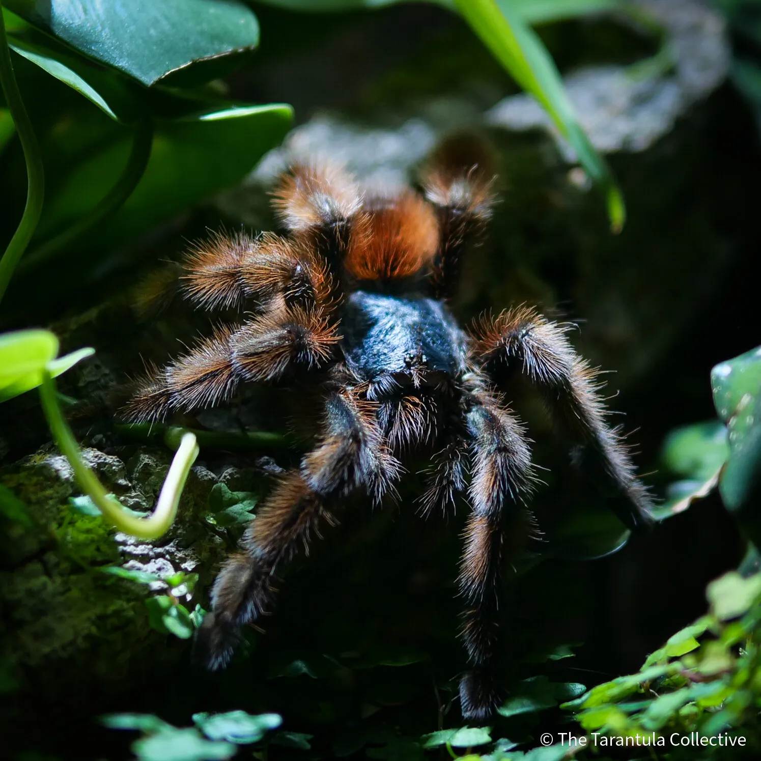 21934 caribena tarantula enclosure