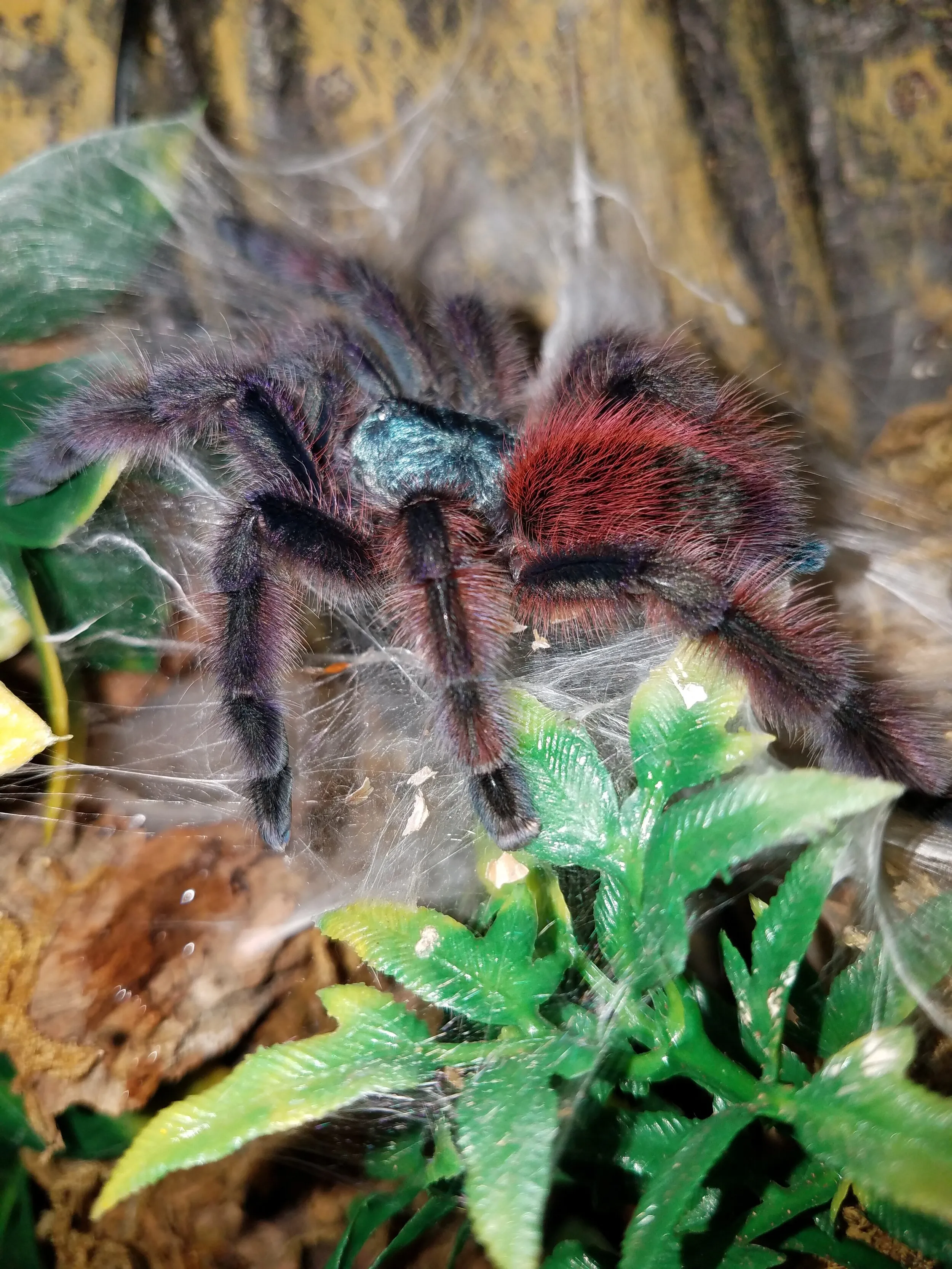 /img/21934-caribena-tarantula-handling.webp
