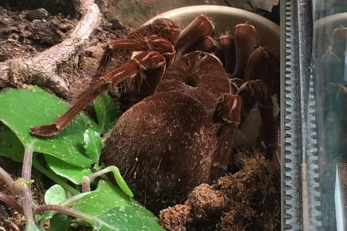 21935 venom delivery methods