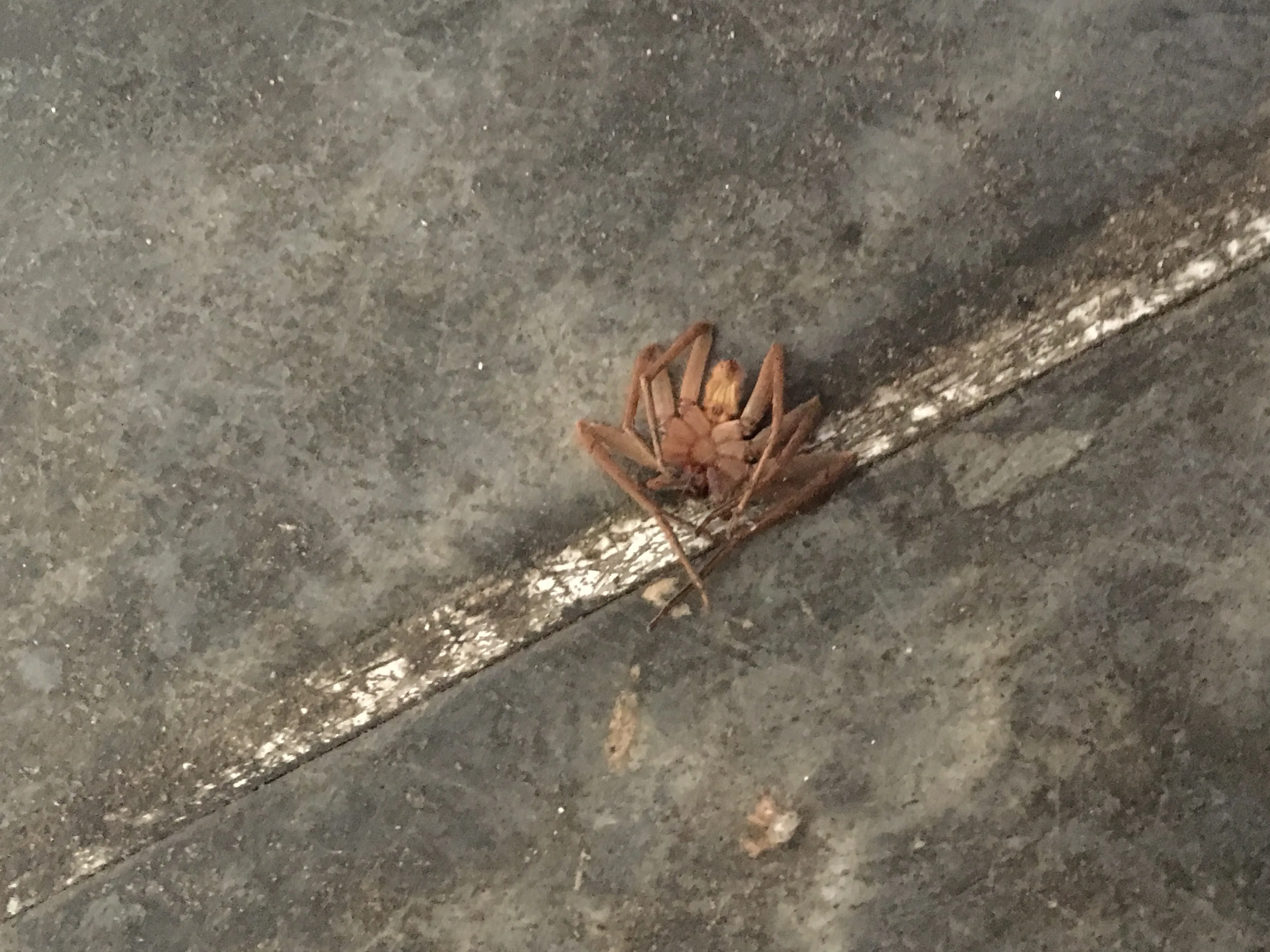 21936 giant asian tarantula