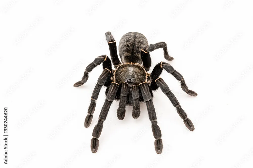 21936 tarantula feeding