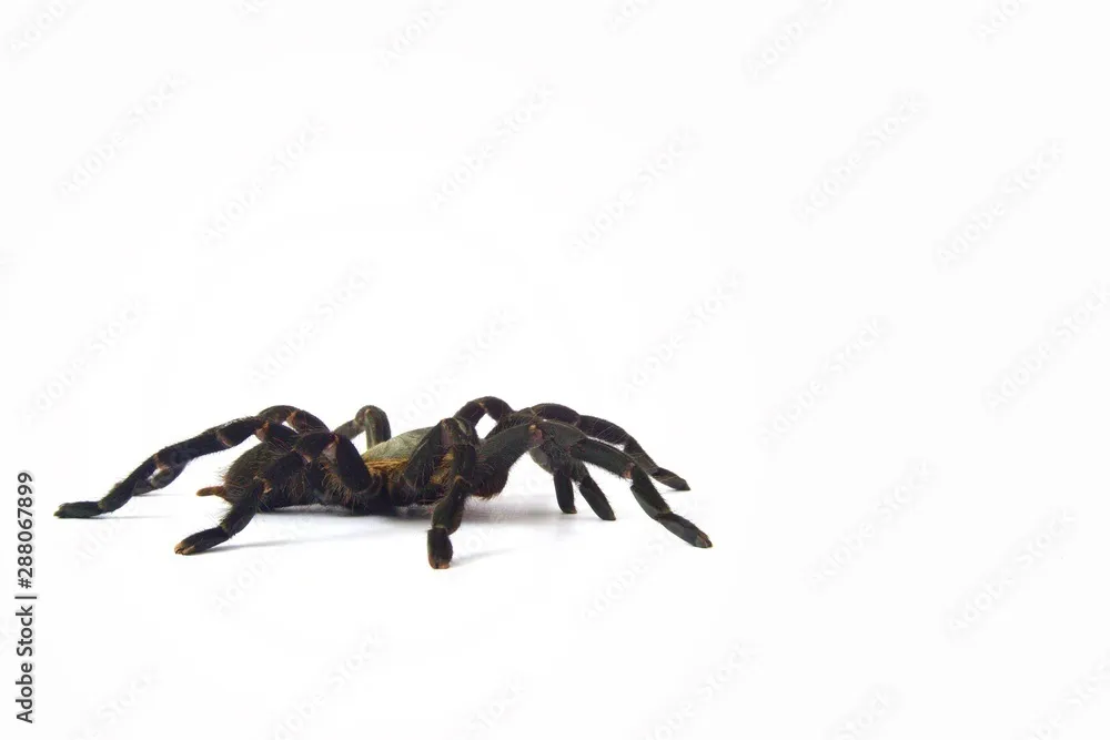 21936 tarantula habitat thailand