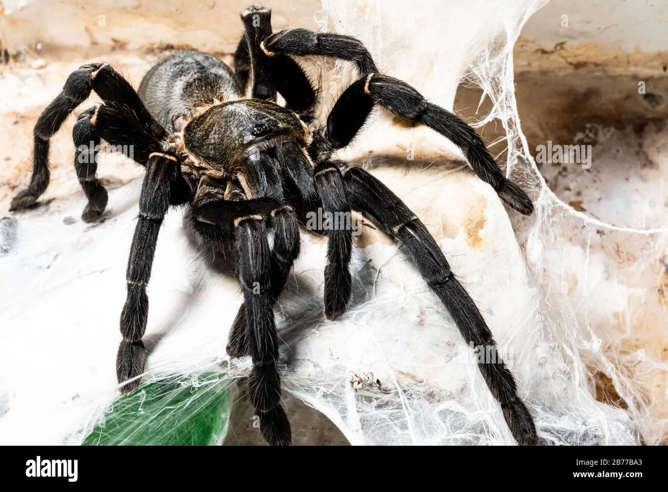 /img/21936-tarantula-observation-thailand.webp
