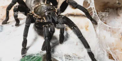 /img/21936-tarantula-observation-thailand.webp