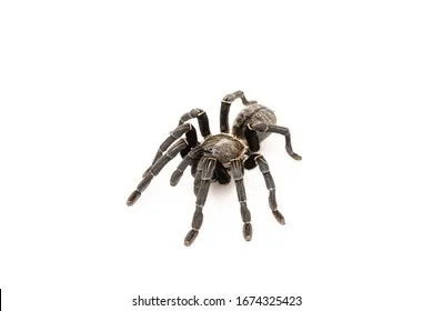 21936 thai zebra tarantula