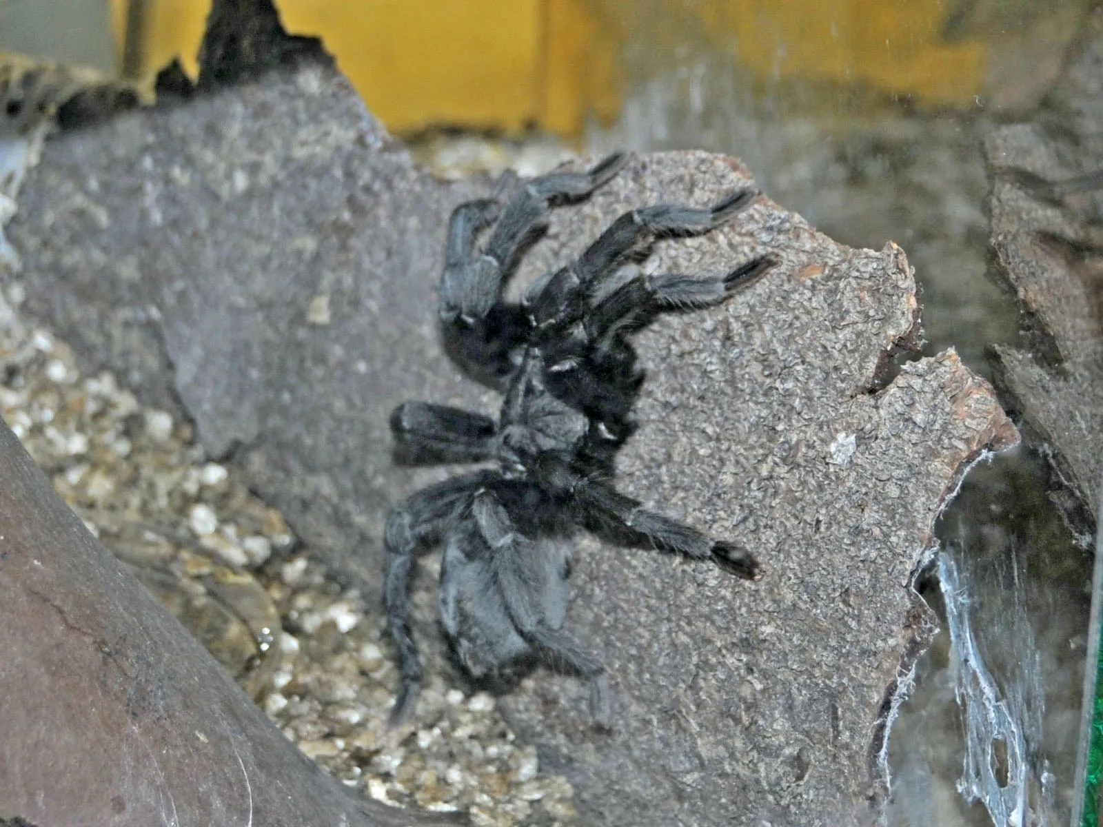 21938 brazilian black tarantula handling