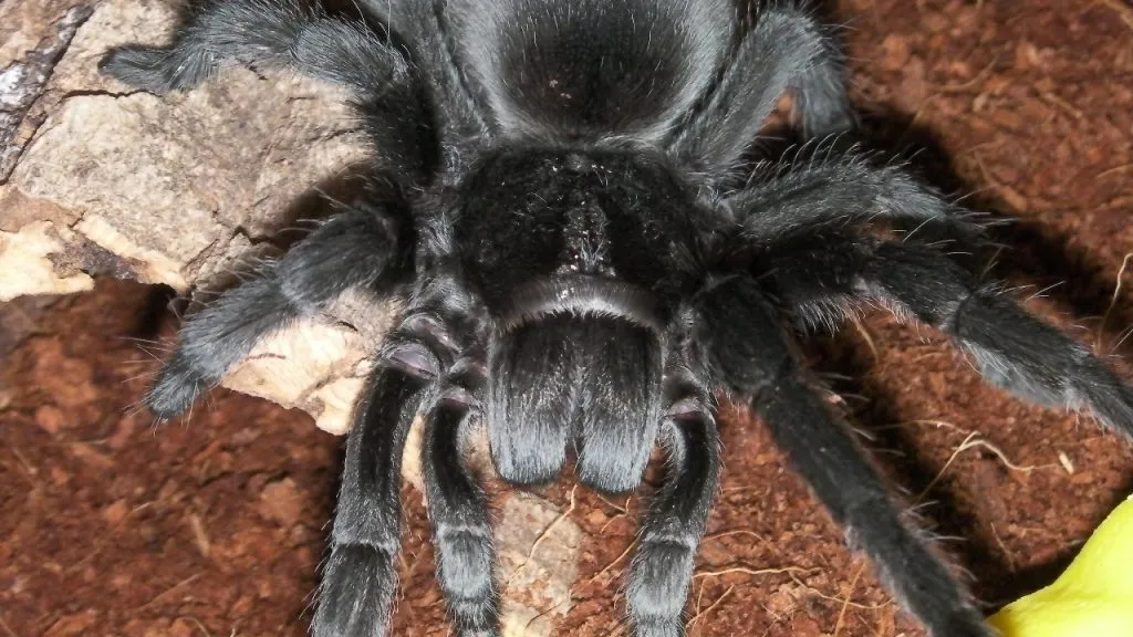 /img/21938-brazilian-black-tarantula-healthy.webp