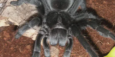 /img/21938-brazilian-black-tarantula-healthy.webp
