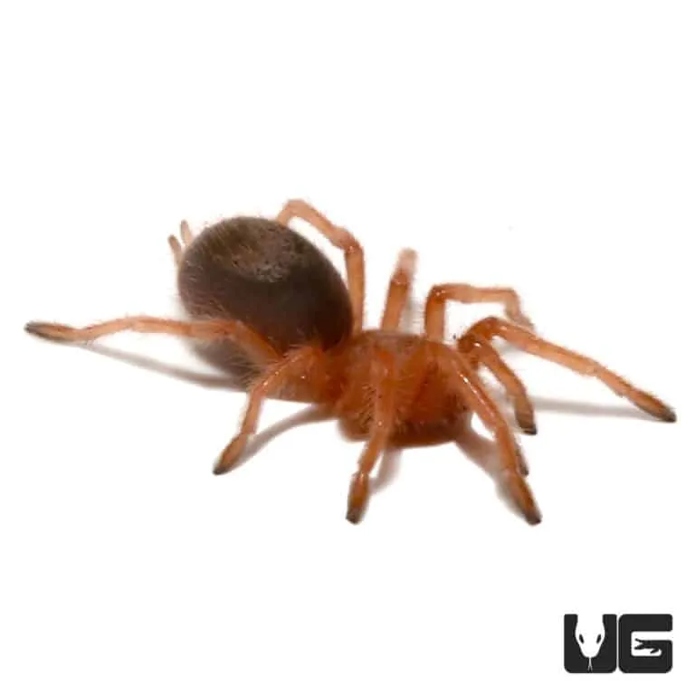 /img/21941-feeding-rose-hair-tarantula.webp