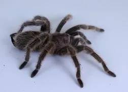21941 pet store rose hair tarantula