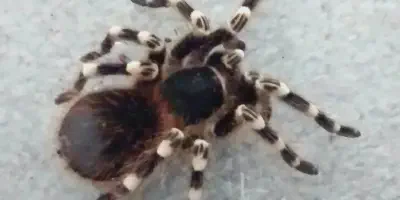 /img/21945-tarantula-prevention-8.webp